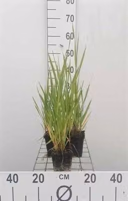 6 x Phalaris arundinacea - cannaiola - vaso 9 x 9 cm