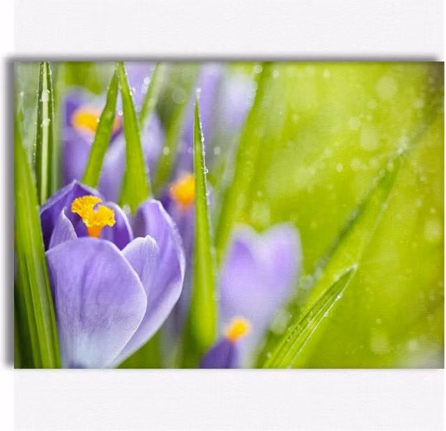 Quadro Canvas Fiori della Sorgente del Croco di Signorbit, Illustrazione Botanica Viola su Telaio in Legno, L: 140 cm, H: 100 cm – 1