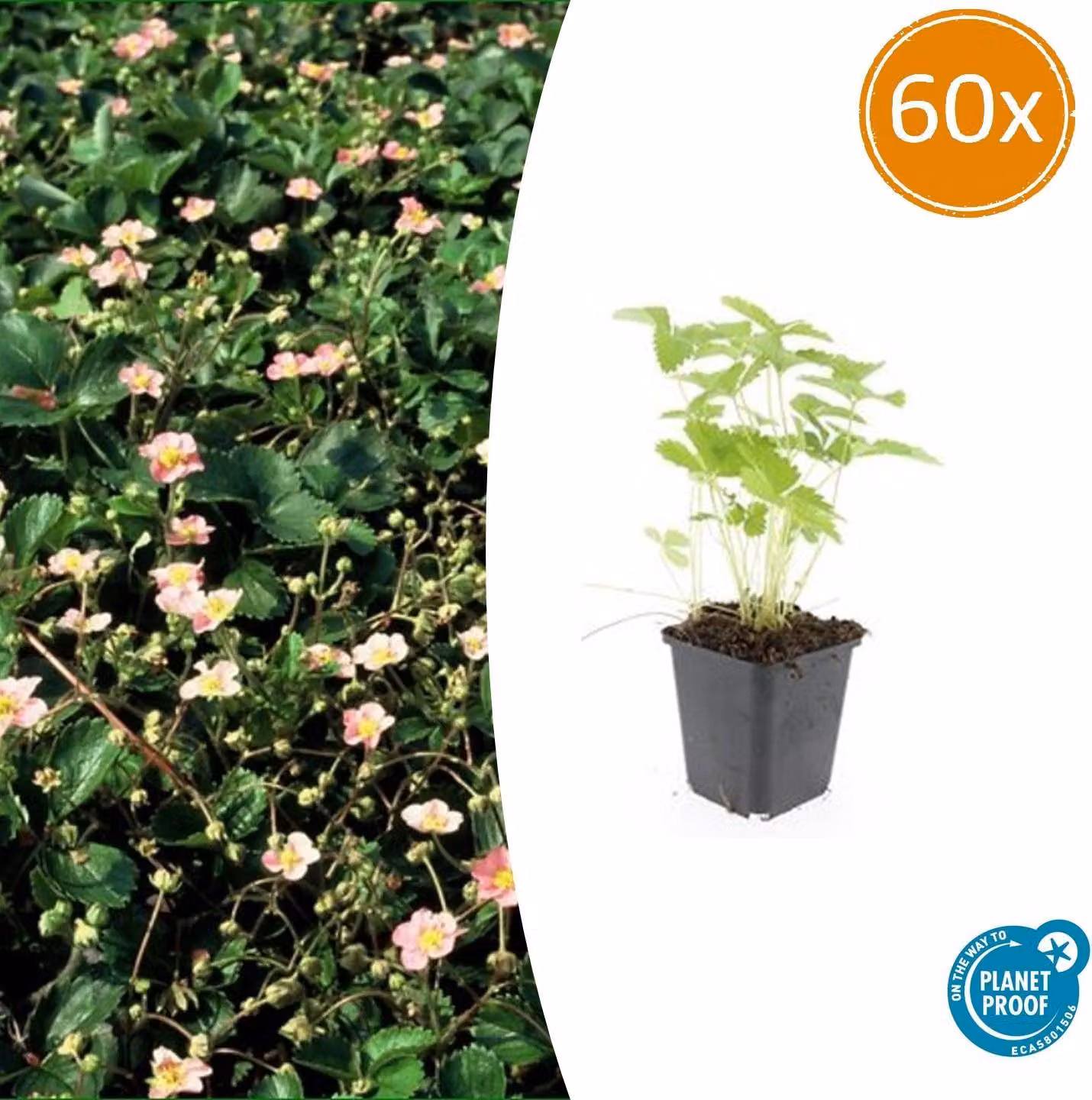 Fragaria vesca | 60 stuks - 10-25cm - Ø9cm - Pianta da giardino