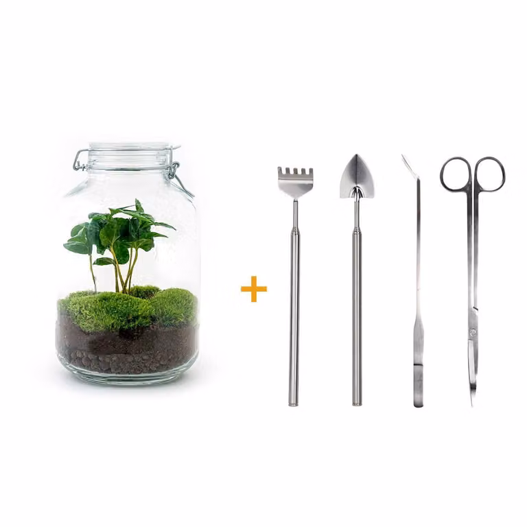Terrario fai da te - Vaso - Coffea Arabica - ↕ 28 Cm