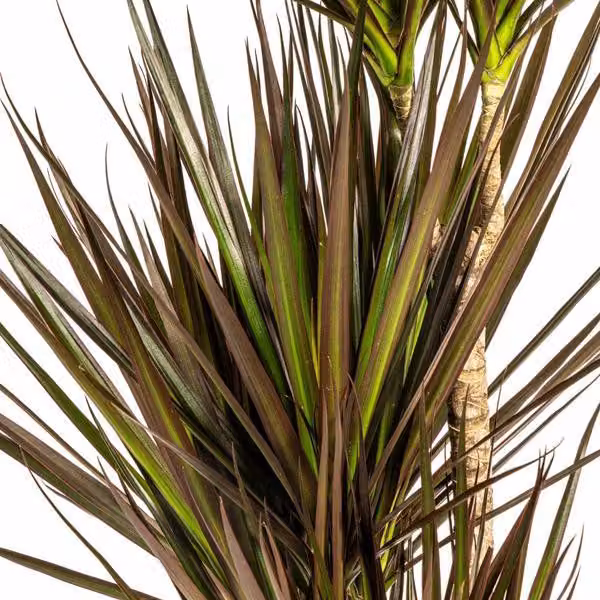 Dracaena Marginata Magenta - Albero del drago - Pianta da appartamento - Ø21cm
