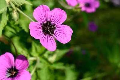6 x Geranium hybr. 'Dragon Heart'® - Cranesbill- vaso 9 x 9 cm