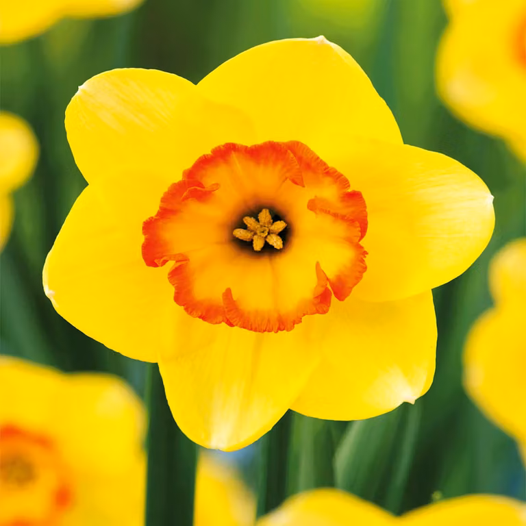 Bulbi di narciso Bulbi di fiori Collezionista di narcisi Bantam 3 pz.