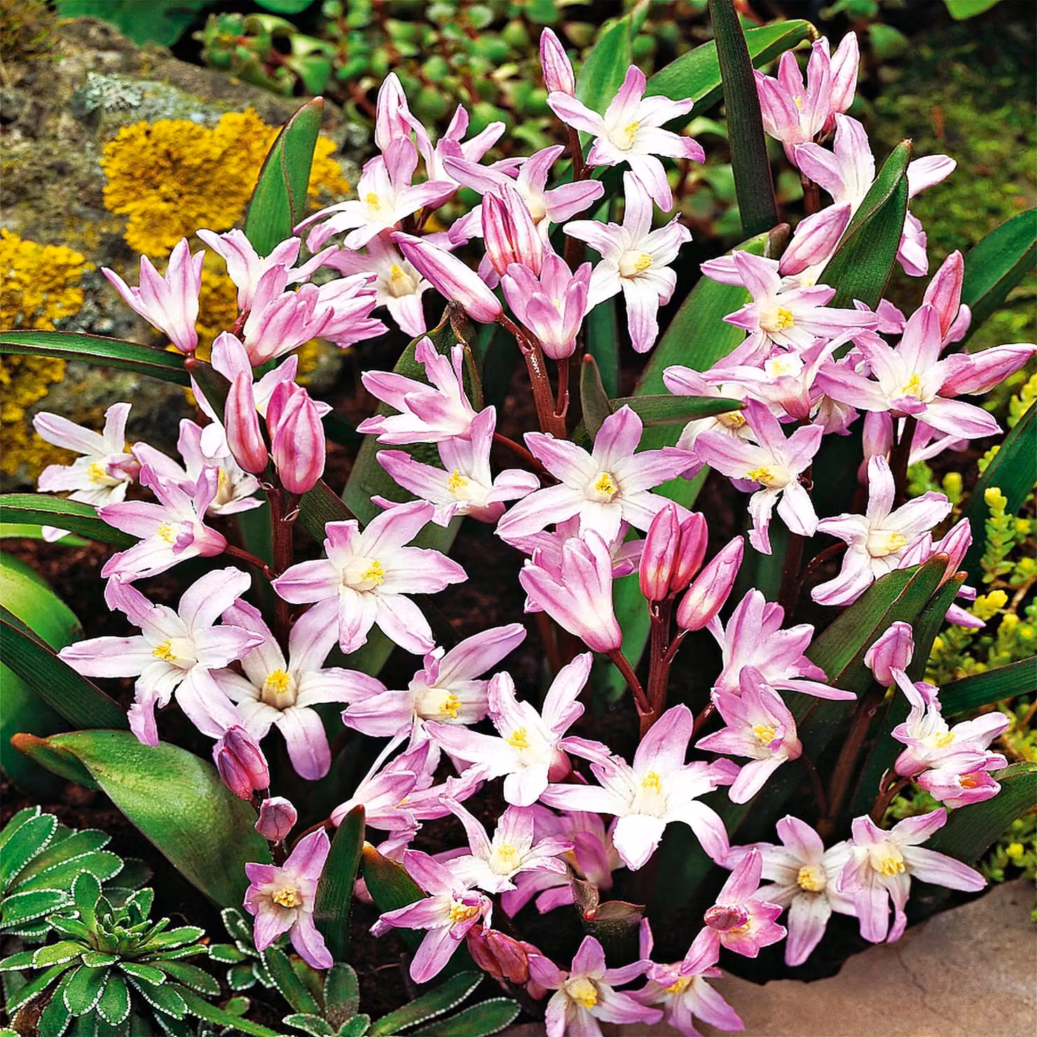 Chionodoxa Forbesi Bulbi Fiori Giacinto comune stella rosa gigante 10 pz.