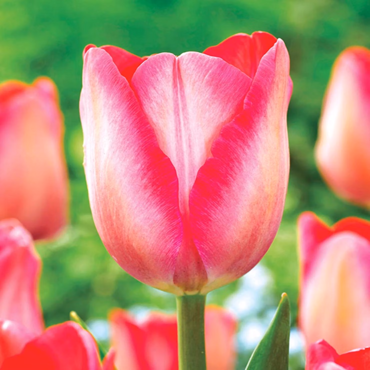 Tulipani Bulbi Bulbi Fiori Tulipano Trionfo Rosa Suono 5 pz.