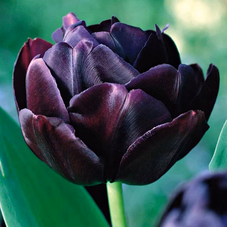 Tulipani Bulbi Fiori Tulipano doppio Nero Eroe 5 pz.