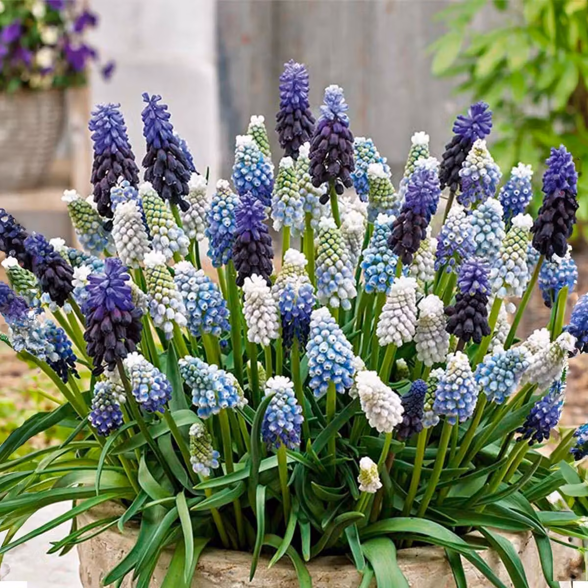 Bulbi di muscari - Miscela blu e bianco - 50 pezzi - Fioritura primaverile