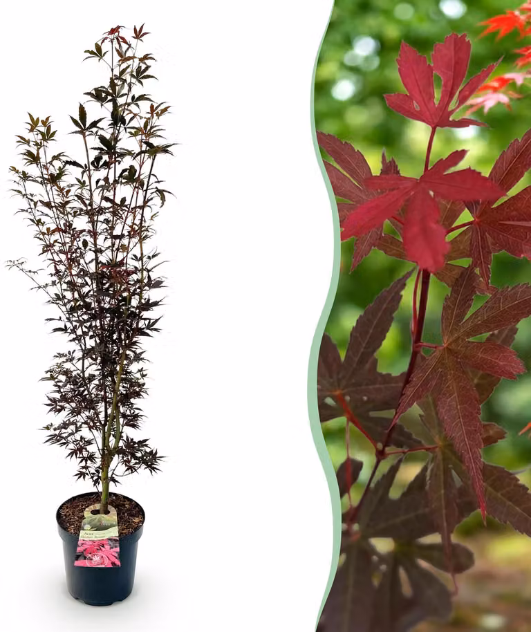 Acer palmatum Skeeters Broom - Acero giapponese - Deciduo - Rosso - 80-90cm - Ø26cm - Pianta da giardino