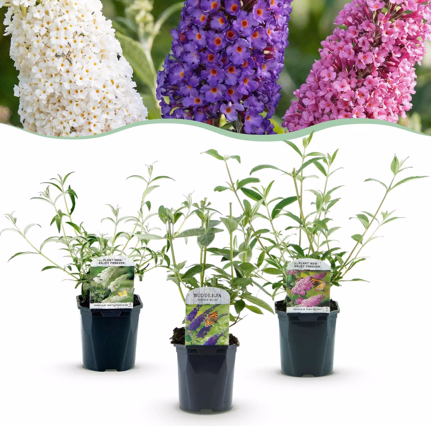 Buddleja davidii Tricolore - Arbusto per farfalle - Resistente - Blu - Rosa - Bianco - 3 piante - 35-45cm - Ø17cm - Pianta da giardino