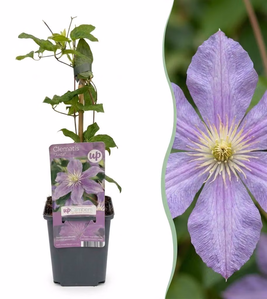 Clematis Justa - Clematide - Azzurro - Pianta rampicante | 4 pezzi - 25-35cm - Ø9cm - Pianta da giardino