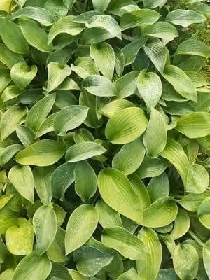 6 x Hosta hybr. 'Big Mama' - Hosta - vaso 9 x 9 cm