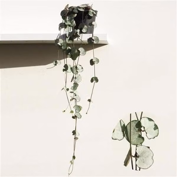 Ceropegia woodii Silver Glory 20-24 cm - fiore a candelabro - pianta verde - pianta da appartamento