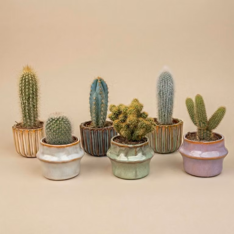 Set di 6 cactus "Barcelona" in mini vasi di VetroVetroceramica - assortimento di