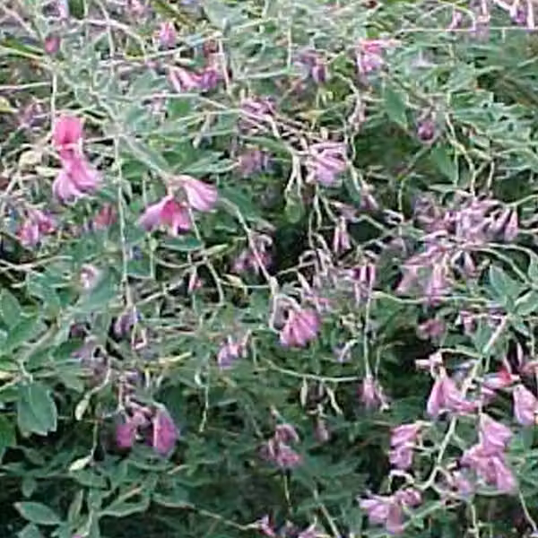 2 piante di Lespedeza thunbergii (Thunbergs Buschklee), alte 30-40 cm, in vaso