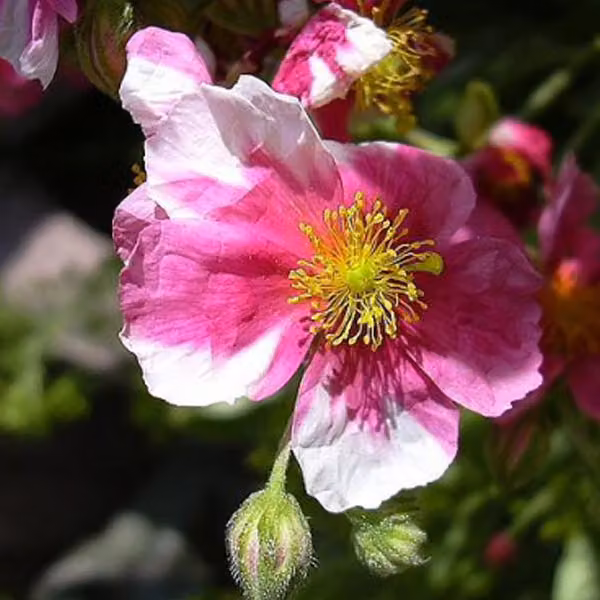 6 piante di Eliantemo (Helianthemum) varietà 'Raspberry Ripple', in vaso da 9x9 cm