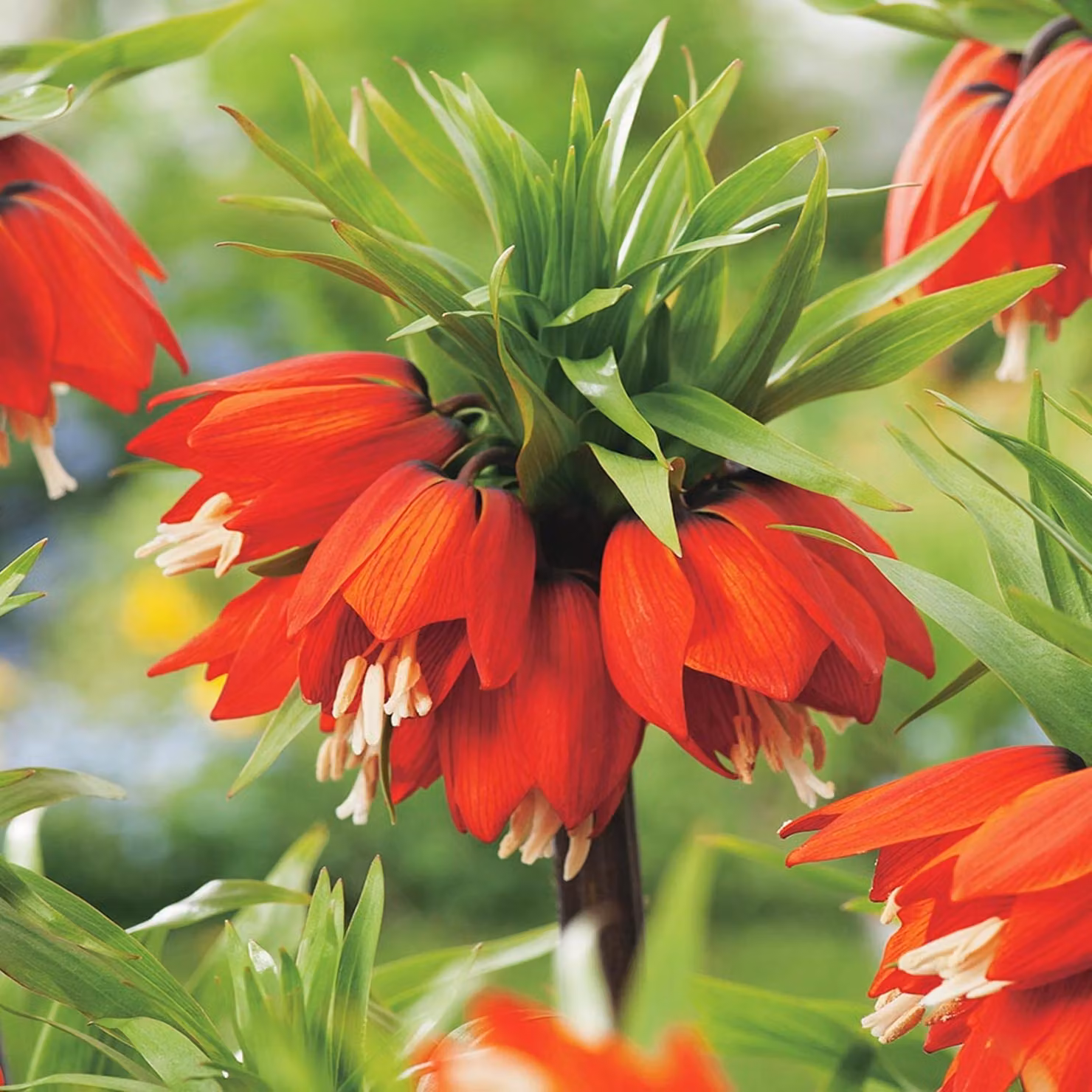 Bulbi da fiore Bulbi da fiore Fritillaria Imperial Crown Chess Flower Rubra Maxima 1 pz.
