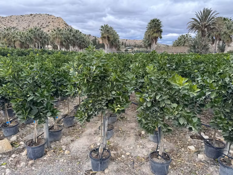Albero soleggiato - Limone grande 150 centimetri - Citrus Limon - Albero da frutto - Luoghi soleggiati - Fruttificazione - Limone di 8 anni