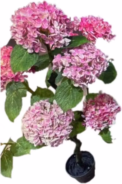 Pianta ornamentale Ortensia colore rosa 150H con vaso