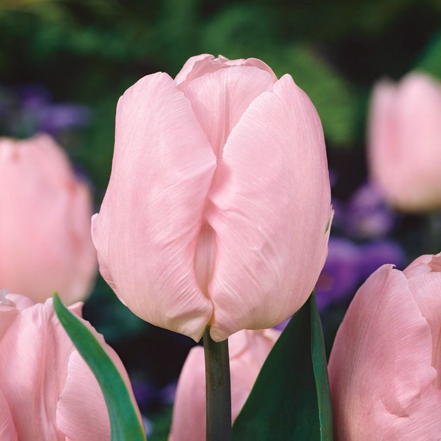 Tulipani Bulbi Bulbi Fiori Trionfo Tulipano Candy Prince 5 pz.