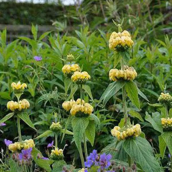 6 piante di *Phlomis russeliana* (erba incendi siriana) | Vaso da 9x9 cm