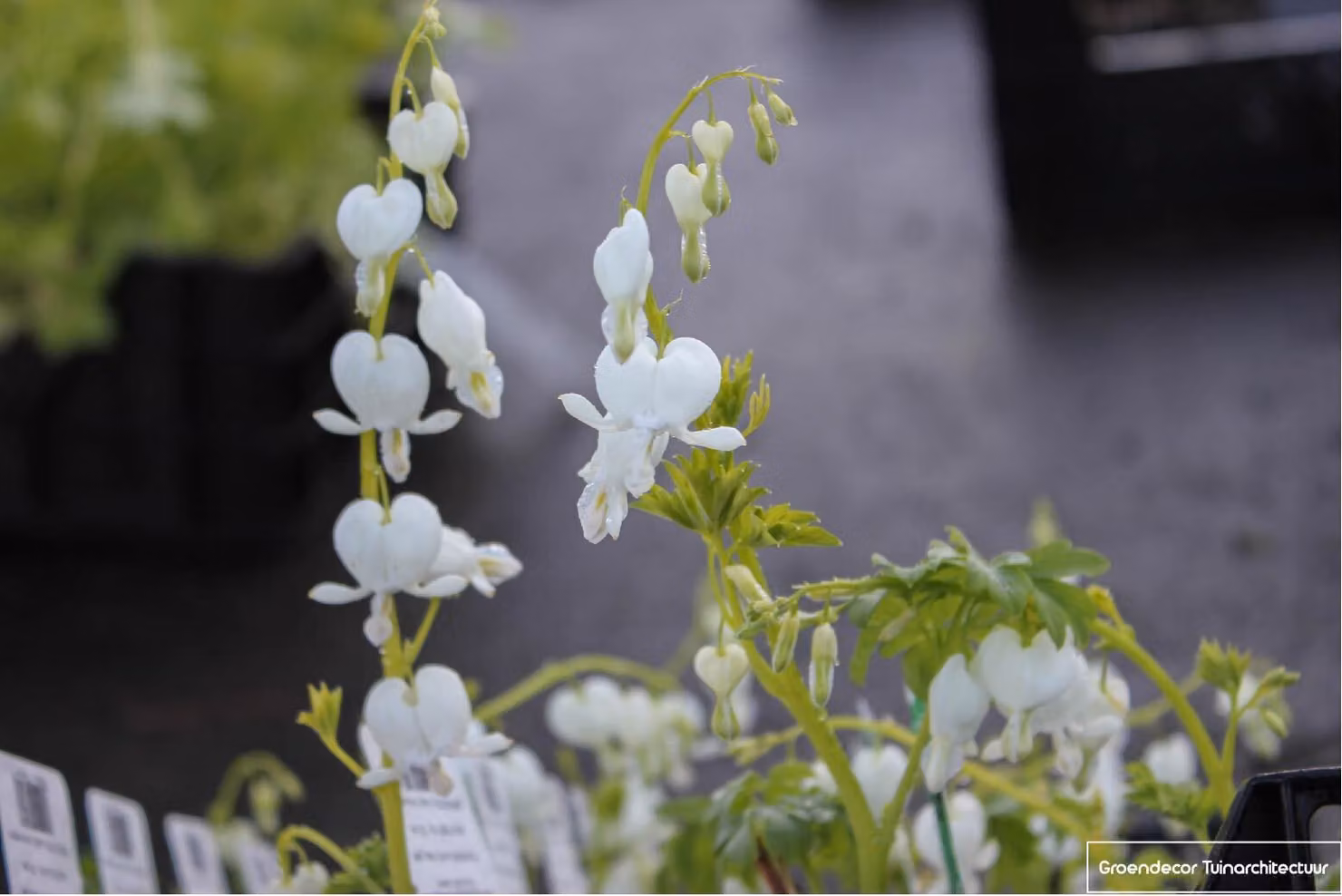 6 x Dicentra Spectabilis 'Alba' - Cuore lacrimoso - vaso 9x9 cm
