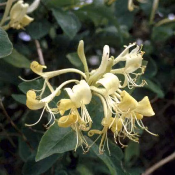 2 piante di caprifoglio di bosco (Lonicera periclymenum), alte 50-60 cm, in vaso