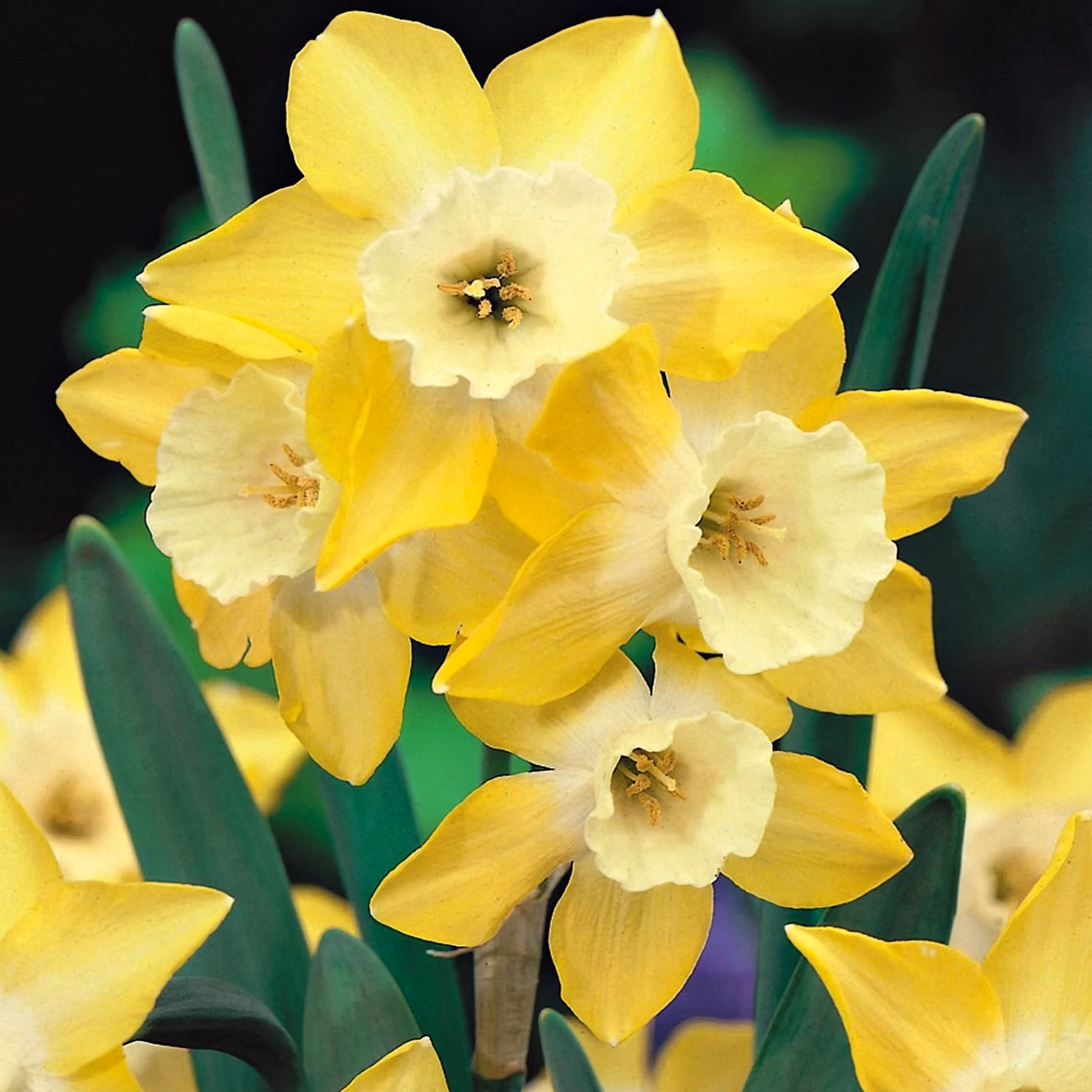 Bulbi di giunchiglia Bulbi di fiori Narcisi profumati Pipit 5 pz.