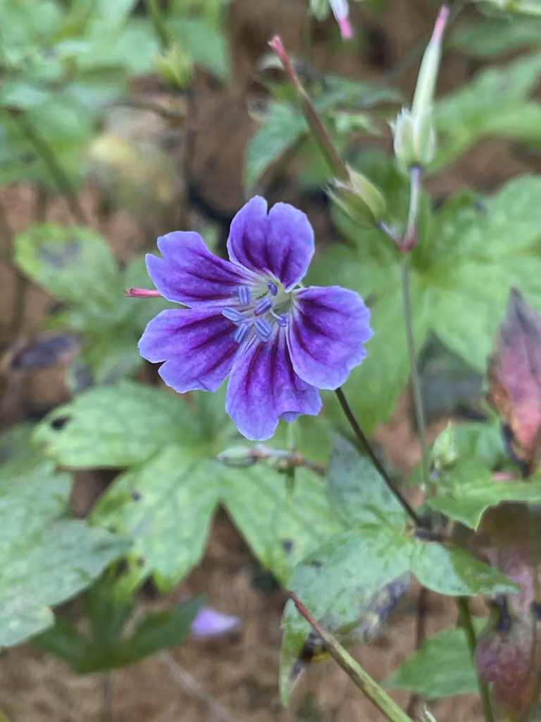 6 x Geranium nodosum 'Clos du Coudray' - Cranesbill - vaso 9 x 9 cm