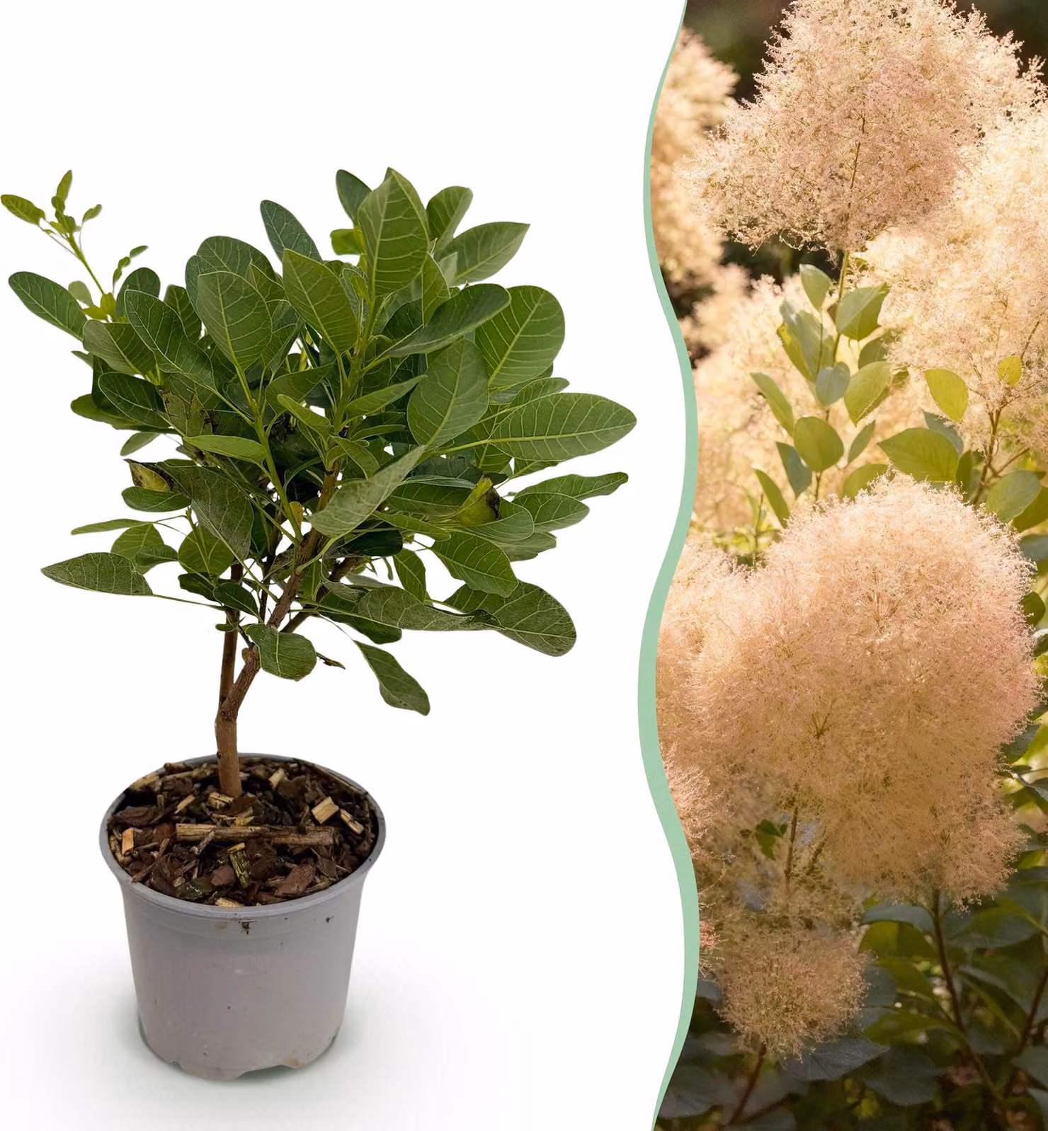 Cotinus coggyria Young Lady - Verde 1 Pianta - Decidua - Bassa manutenzione - 25-35cm - Ø12cm - Pianta da giardino