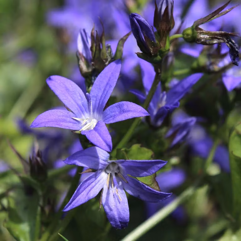 Campanula poscharskyana 6 piante Campanula a cuscino 10-25cm Ø9cm Resistente al