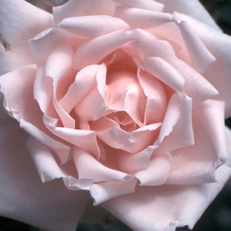 Rosa - Rosa rampicante - Rosa 'New Dawn'