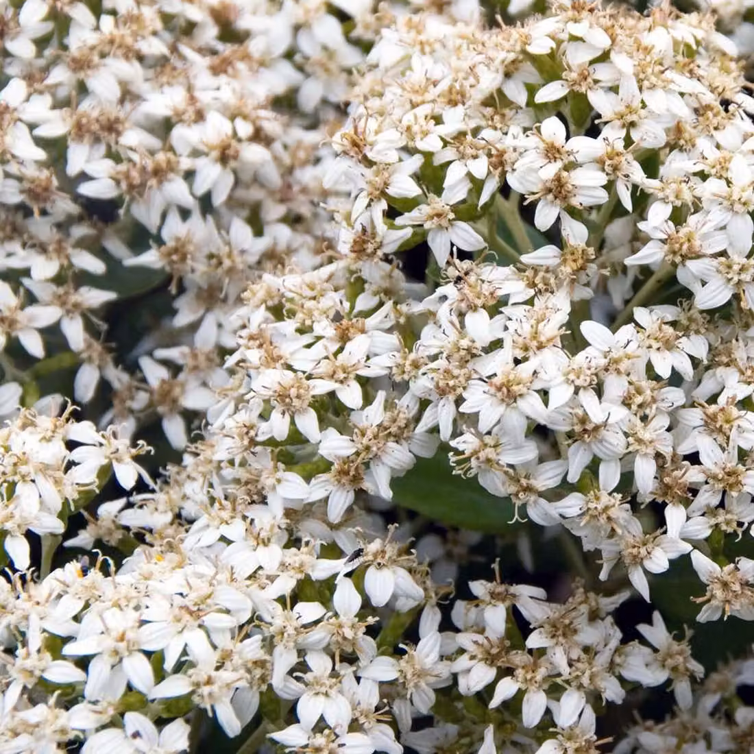 2 piante di *Olearia haastii*, alte 30-40 cm, in vaso