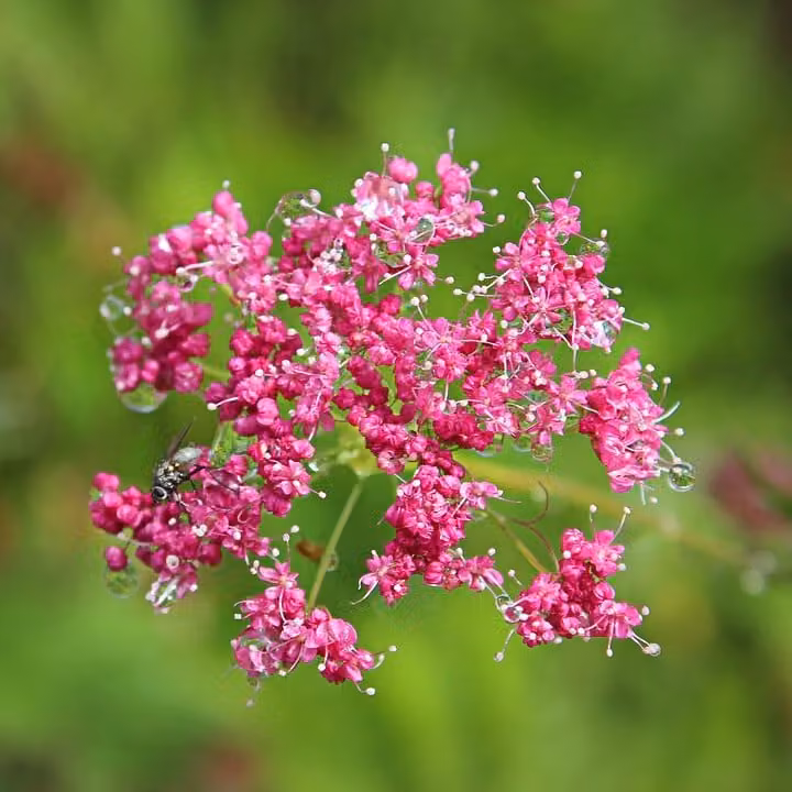 6 piante di *Pimpinella major* | Vaso da 9x9 cm