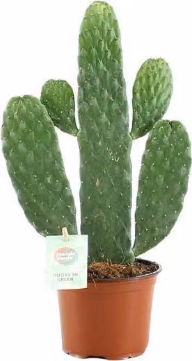 Fico d'India Opuntia Rubescens Consolea, pianta da appartamento, Ø12cm, altezza