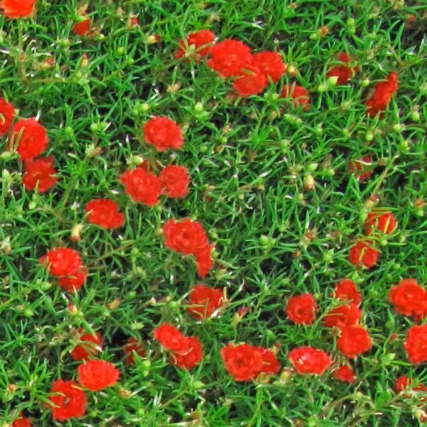 ERBA CON FIORI ROSSI - Pellicola stampata adesiva in PVC finitura opaca Misura: 100x1000 cm