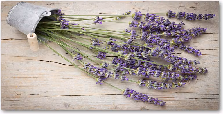 Pannello protettivo per cucina Tulup® in vetro temperato - 100x50 - Protezione anti-schizzi. Motivo: fiori e piante, lavanda in vaso
