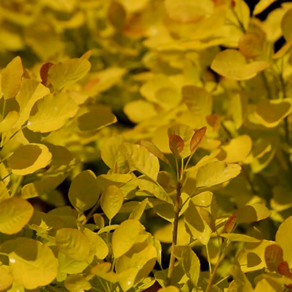 Cotinus coggygria 'Golden Spirit' (arbusto ornamentale) | 40-60 cm, in vaso