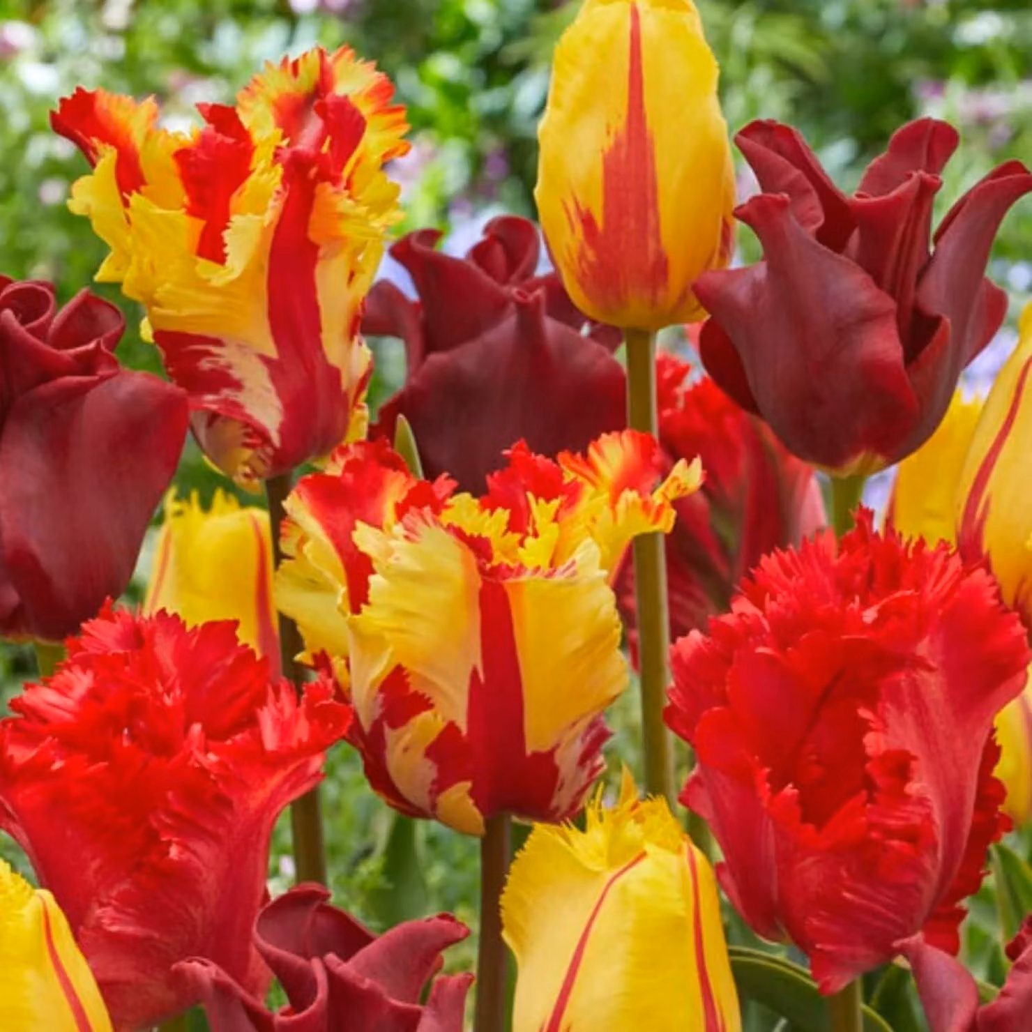 Bulbi di tulipano resistenti al freddo, perenni - Rosso-arancio-giallo - 20 bulbi di tulipano - Piante vere provenienti dall'Olanda - Tulipani per giardino, vasi e balcone (bulbi grandi, senza semi, non artificiali)
