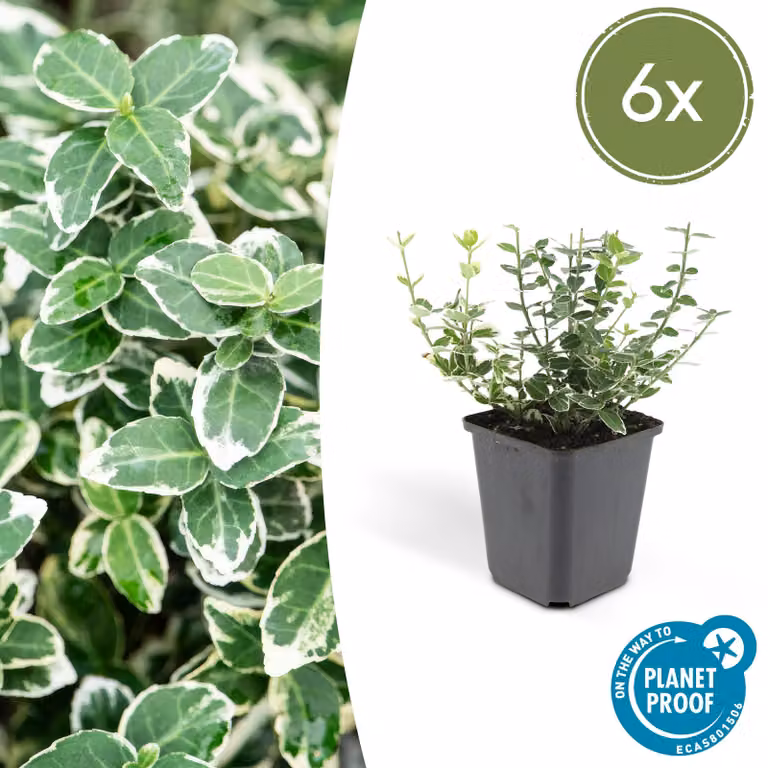 Euonymus fortunei 'Emerald 'n Gaity' | 6 stuks - 10-25cm - Ø9cm - Pianta da giardino - Multideal