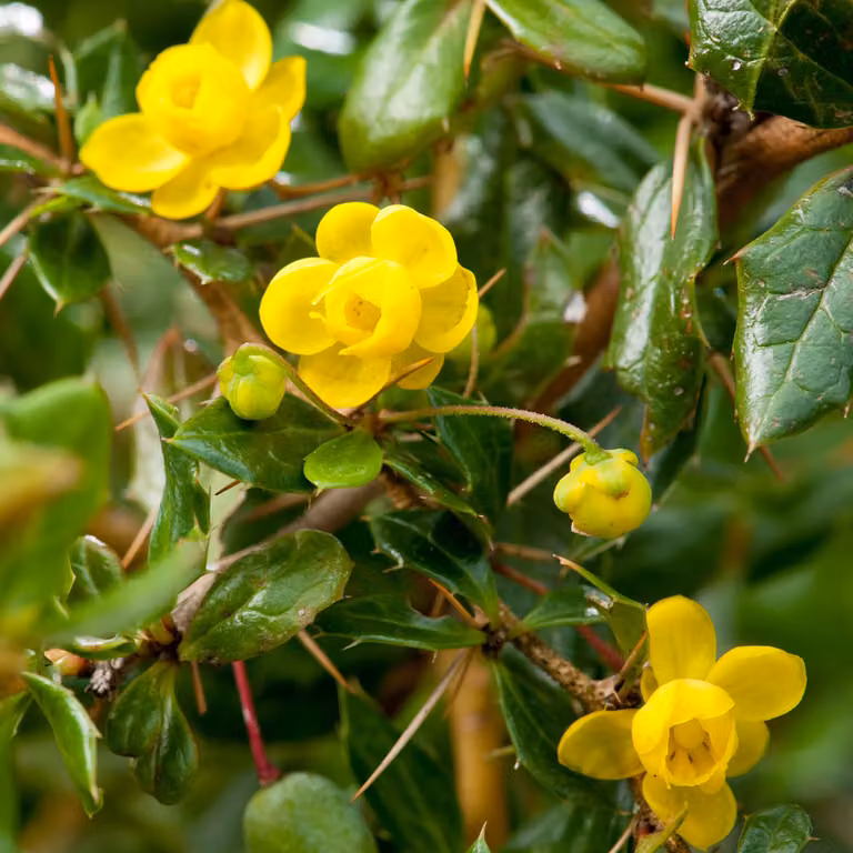 2 piante di Berberis verruculosa, in vaso, altezza 25-30 cm