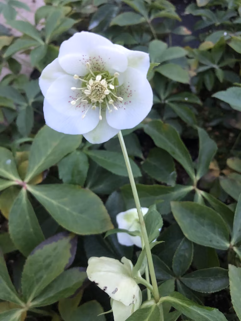 6 x Helleborus o. Pretty Ellen White - elleboro - vaso 9 x 9 cm