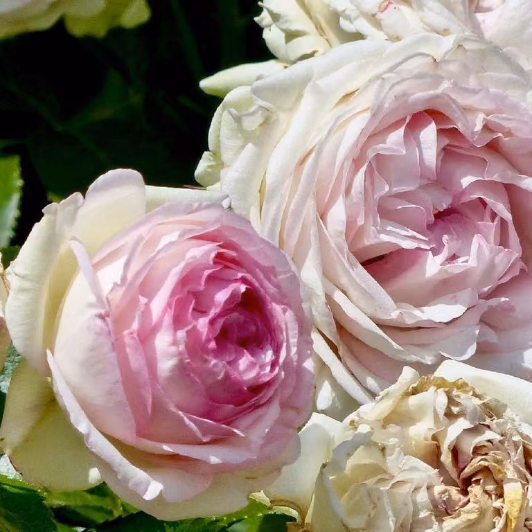 Rosa - Rosa rampicante - Rosa 'Pierre De Ronsard'