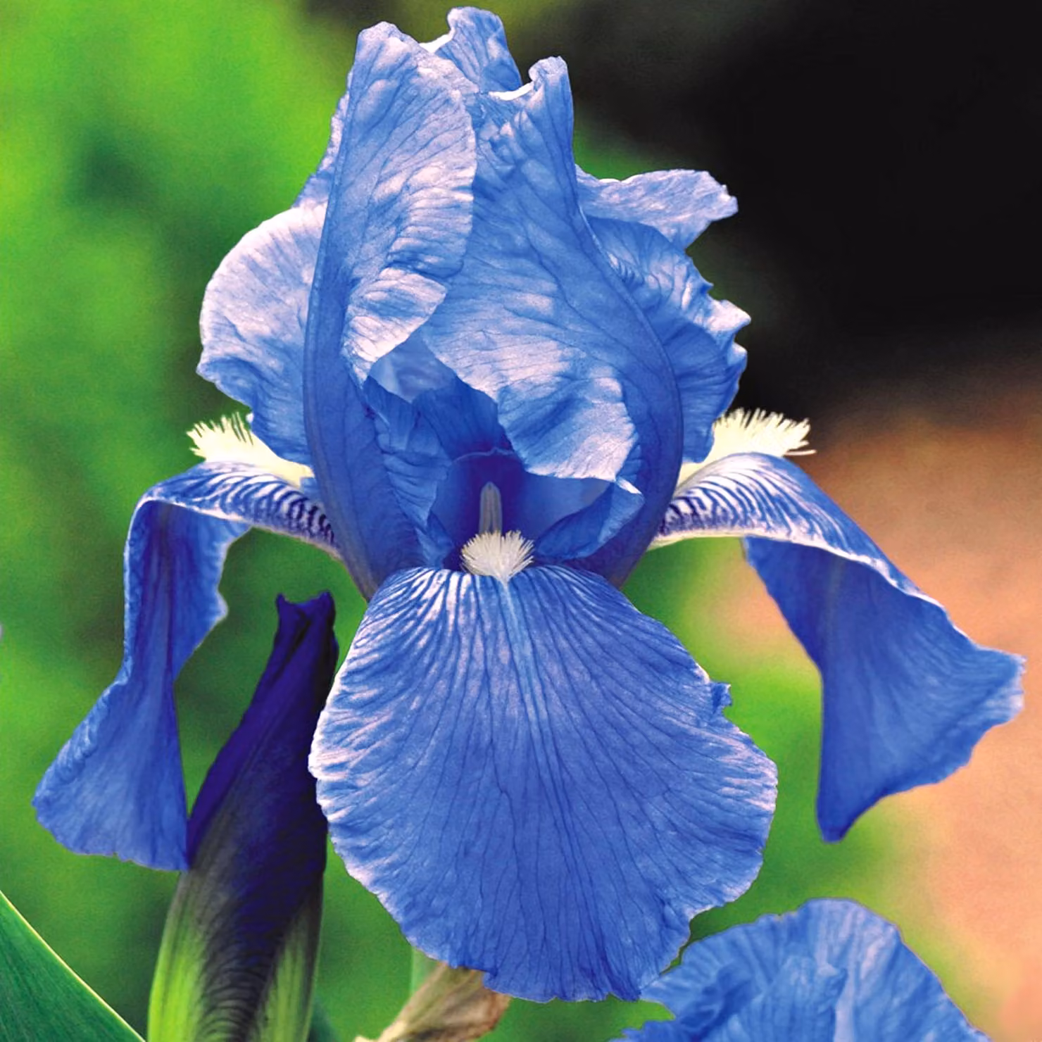 Iris Germanica Bródkowy Blu 1 pz Iris piantine Iris Iris