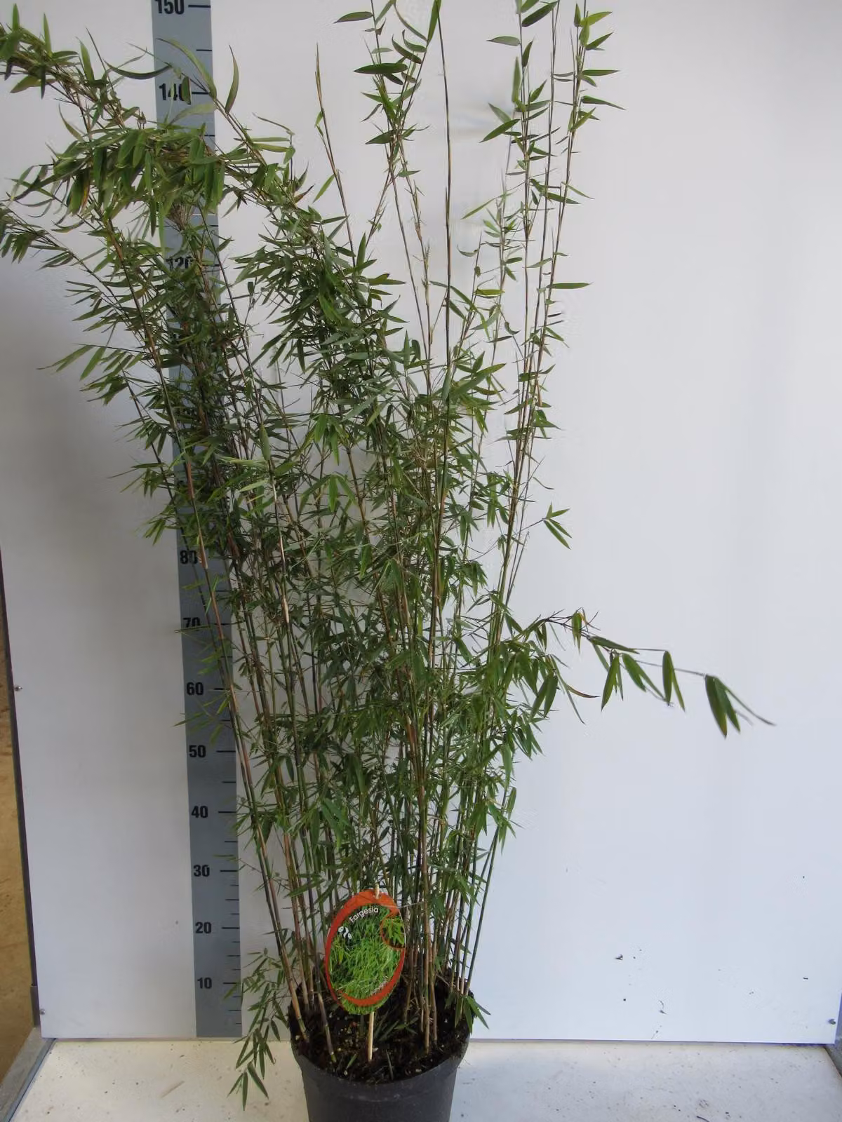 Fargesia nitida 'Black Pearl' C5-5 litri - Bambù ombrello nero
