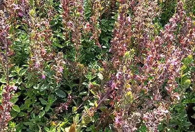 6 x Teucrium chamaedrys - Gamander - Vaso 9 x 9 cm