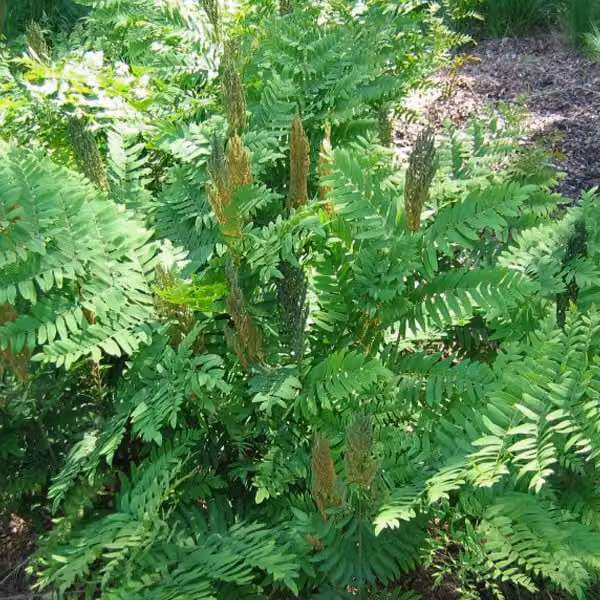 6 piante di felce reale (Osmunda regalis) | Vaso da 9x9 cm