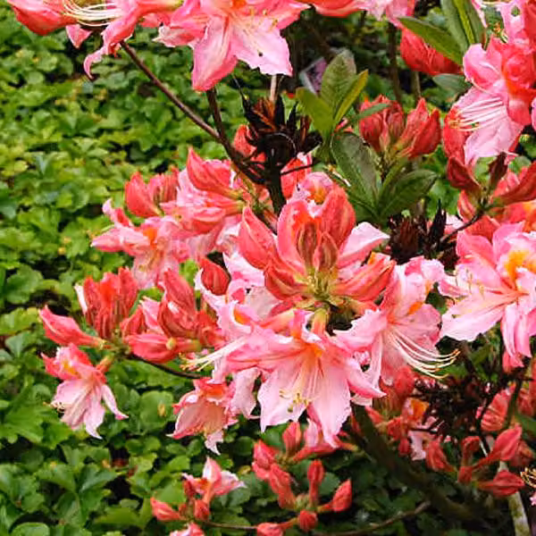 Azalee rosa - Azalea Knaphill | 60-80 cm, in vaso