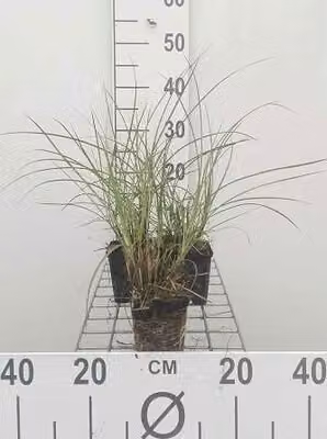 6 x Miscanthus sin. 'Yaku Jima' ('yakush. dwarf') - Canna cinese - vaso 9 x 9 cm