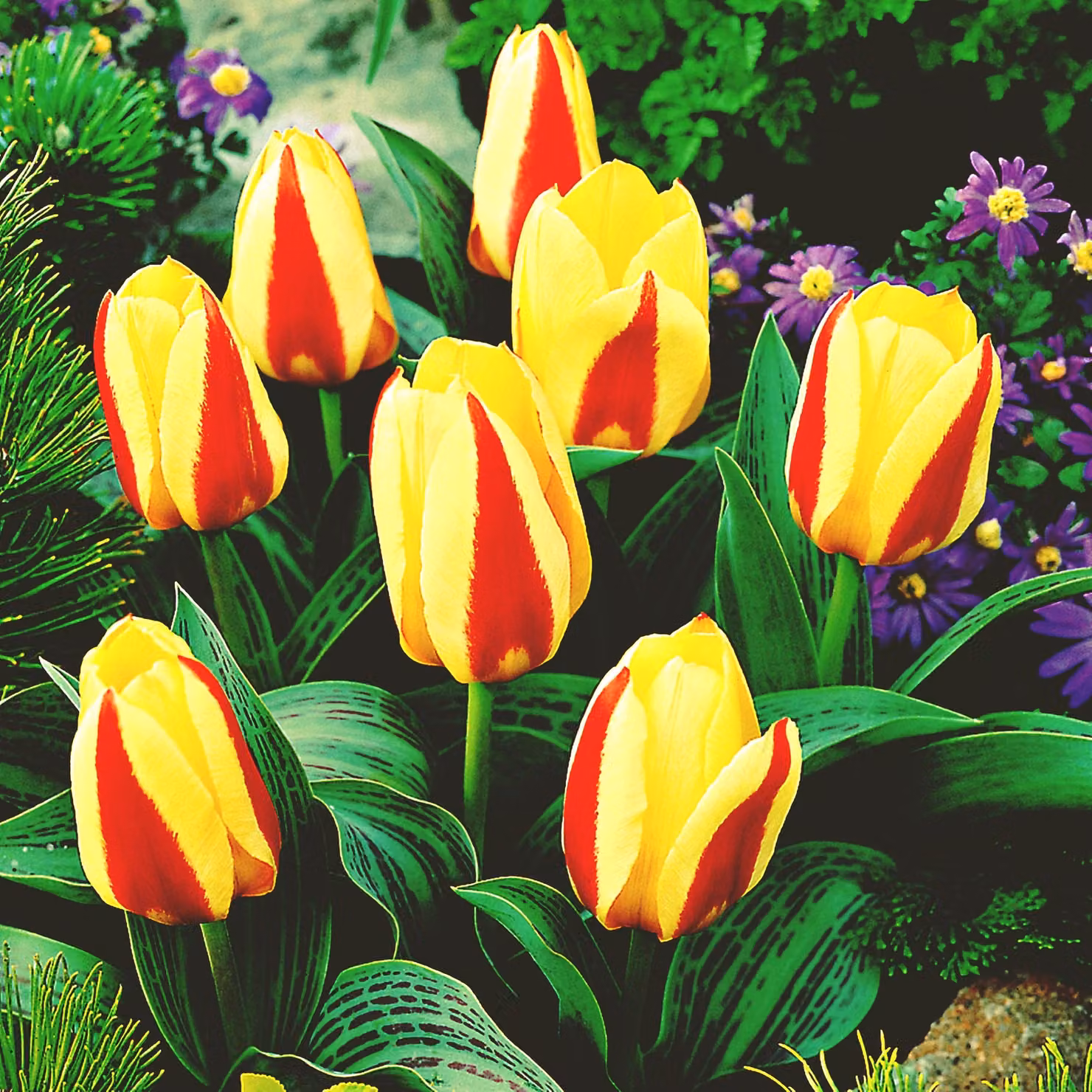 Tulipani Bulbi Fiori Kaufmanniana Tulipano Gluck 5 pz.