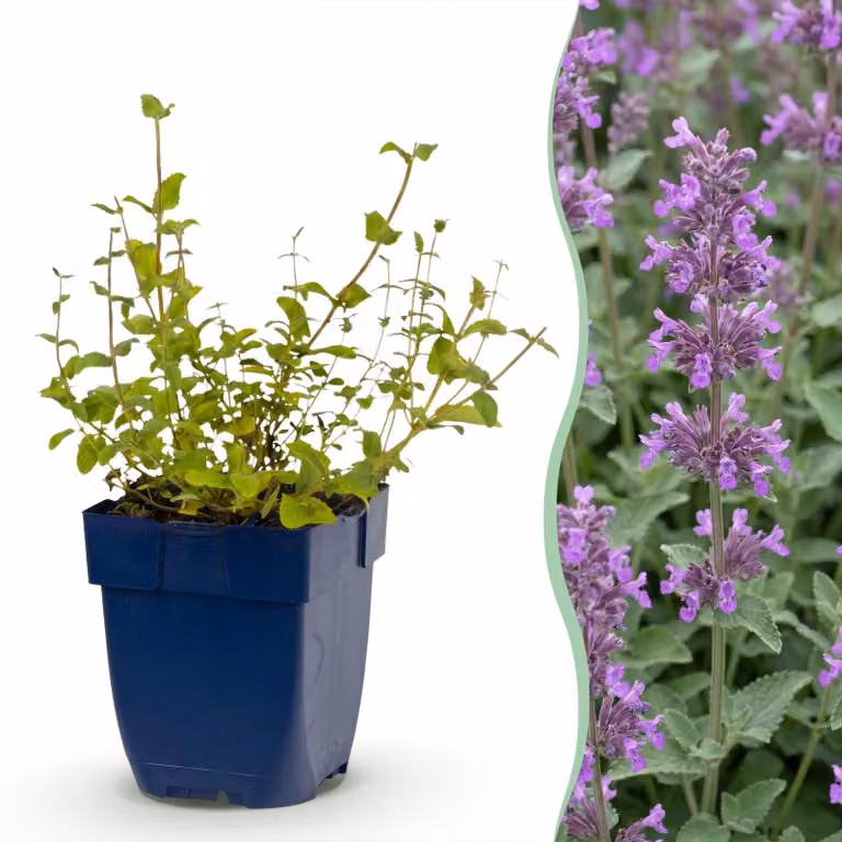 Nepeta rac. Grog - Erba gatta - Attira api e farfalle - Blu - 12 piante - 15-25cm - Ø11cm - Pianta da giardino